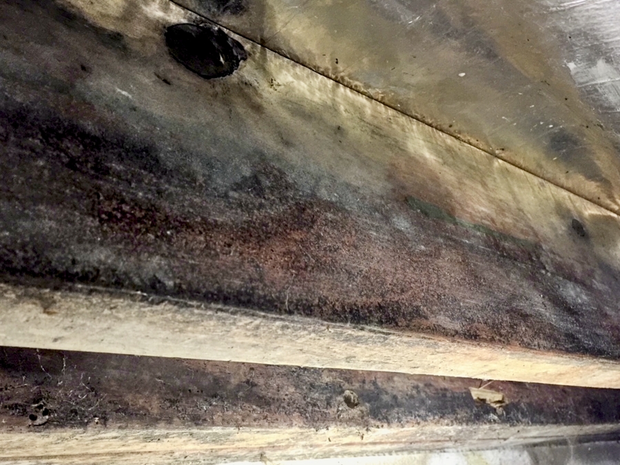 Photo showing decay and mould on H1 treated timber in a subfloor